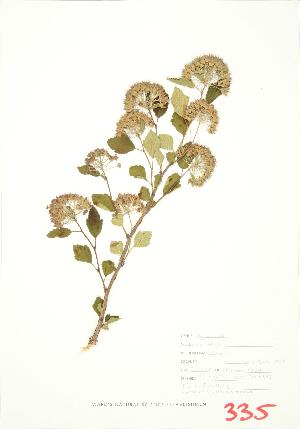  ( - JEM 078A)  @11 [ ] Copyright (2009) Steven Newmaster University of Guelph BIO Herbarium