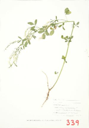  ( - MMD 039)  @11 [ ] Copyright (2009) Steven Newmaster University of Guelph BIO Herbarium