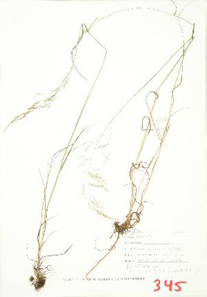  ( - MMD 037)  @11 [ ] Copyright (2009) Steven Newmaster University of Guelph BIO Herbarium