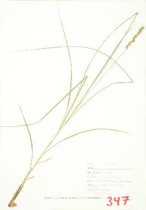 ( - MMD 050)  @11 [ ] Copyright (2009) Steven Newmaster University of Guelph BIO Herbarium