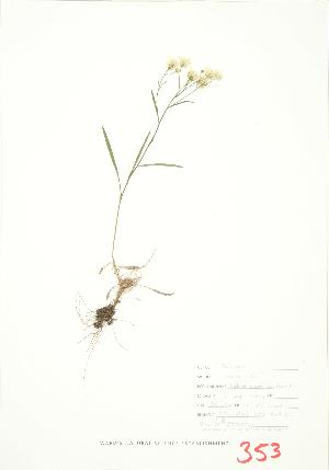  ( - JEM 080B)  @11 [ ] Copyright (2009) Steven Newmaster University of Guelph BIO Herbarium
