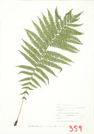  ( - JEM 063)  @11 [ ] Copyright (2009) Steven Newmaster University of Guelph BIO Herbarium