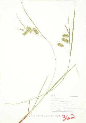  (Carex hystericina - JEM 060)  @11 [ ] Copyright (2009) Steven Newmaster University of Guelph BIO Herbarium