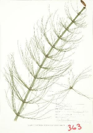  ( - JEM 059)  @11 [ ] Copyright (2009) Steven Newmaster University of Guelph BIO Herbarium