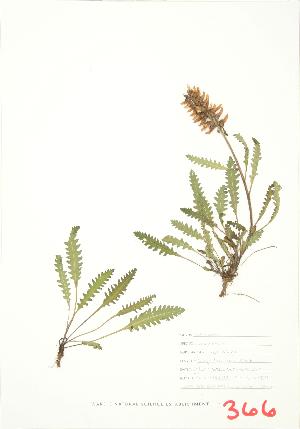  ( - JEM 058)  @11 [ ] Copyright (2009) Steven Newmaster University of Guelph BIO Herbarium