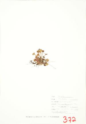  ( - JEM 082A)  @11 [ ] Copyright (2009) Steven Newmaster University of Guelph BIO Herbarium