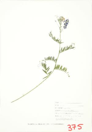  ( - JEM 078B)  @11 [ ] Copyright (2009) Steven Newmaster University of Guelph BIO Herbarium