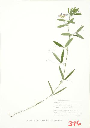  ( - JEM 048)  @11 [ ] Copyright (2009) Steven Newmaster University of Guelph BIO Herbarium