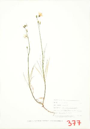  ( - JEM 010)  @11 [ ] Copyright (2009) Steven Newmaster University of Guelph BIO Herbarium