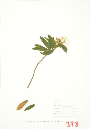  ( - UD 013)  @11 [ ] Copyright (2009) Steven Newmaster University of Guelph BIO Herbarium