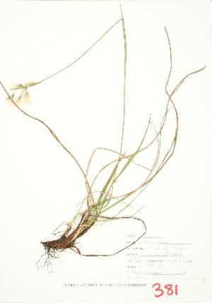  ( - UD 012)  @11 [ ] Copyright (2009) Steven Newmaster University of Guelph BIO Herbarium