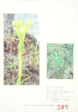  ( - JEM 055B)  @11 [ ] Copyright (2009) Steven Newmaster University of Guelph BIO Herbarium