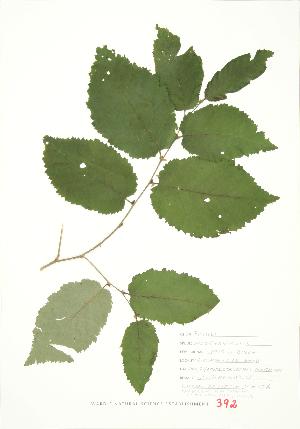  ( - JEM 156)  @11 [ ] Copyright (2009) Steven Newmaster University of Guelph BIO Herbarium