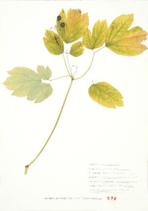  ( - JEM 160)  @11 [ ] Copyright (2009) Steven Newmaster University of Guelph BIO Herbarium