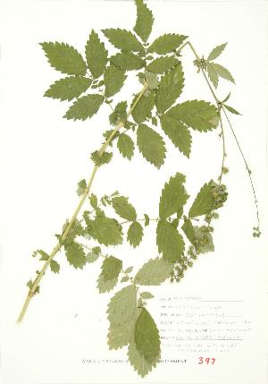  ( - JEM 161)  @11 [ ] Copyright (2009) Steven Newmaster University of Guelph BIO Herbarium