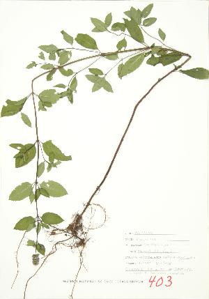  ( - JEM 152)  @11 [ ] Copyright (2009) Steven Newmaster University of Guelph BIO Herbarium