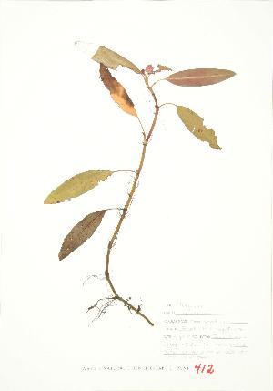  ( - JEM 107)  @11 [ ] Copyright (2009) Steven Newmaster University of Guelph BIO Herbarium