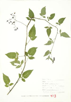  ( - JEM 098)  @11 [ ] Copyright (2009) Steven Newmaster University of Guelph BIO Herbarium