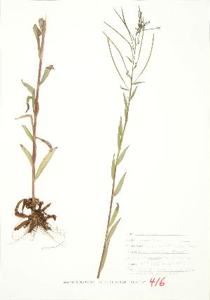  ( - JEM 086)  @11 [ ] Copyright (2009) Steven Newmaster University of Guelph BIO Herbarium