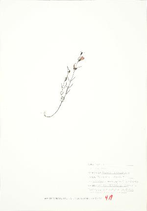  ( - JEM 143)  @11 [ ] Copyright (2009) Steven Newmaster University of Guelph BIO Herbarium