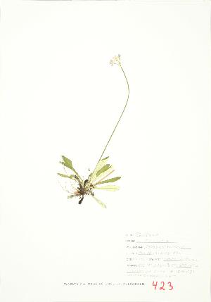  ( - JEM 093)  @11 [ ] Copyright (2009) Steven Newmaster University of Guelph BIO Herbarium