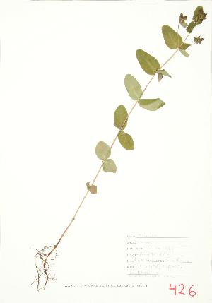  ( - JEM 087)  @11 [ ] Copyright (2009) Steven Newmaster University of Guelph BIO Herbarium