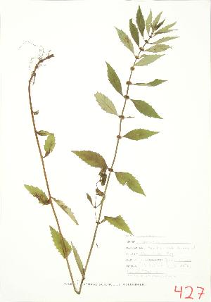  ( - JEM 117)  @11 [ ] Copyright (2009) Steven Newmaster University of Guelph BIO Herbarium