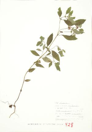  ( - JEM 118)  @11 [ ] Copyright (2009) Steven Newmaster University of Guelph BIO Herbarium