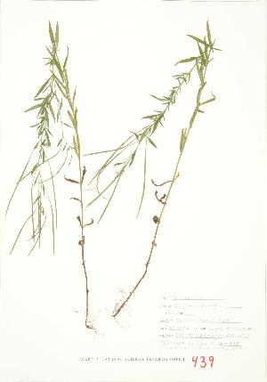  ( - JEM 099)  @11 [ ] Copyright (2009) Steven Newmaster University of Guelph BIO Herbarium