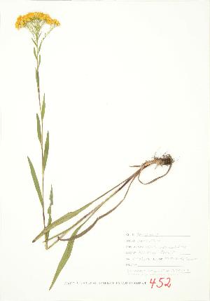  ( - JEM 139)  @11 [ ] Copyright (2009) Steven Newmaster University of Guelph BIO Herbarium