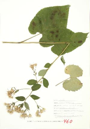  ( - JEM 134)  @11 [ ] Copyright (2009) Steven Newmaster University of Guelph BIO Herbarium