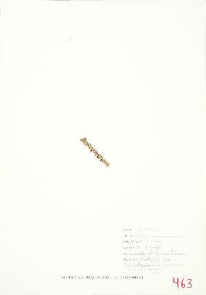  (Arceuthobium pusillum - JEM 149)  @11 [ ] Copyright (2009) Steven Newmaster University of Guelph BIO Herbarium