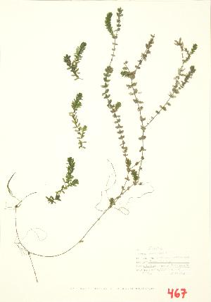  (Elodea canadensis - ABM 020)  @11 [ ] Copyright (2009) Steven Newmaster University of Guelph BIO Herbarium