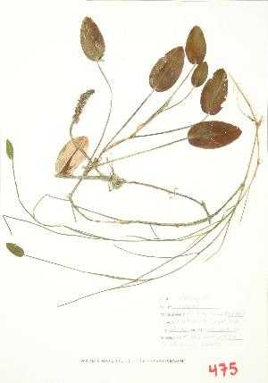  ( - ABM 005)  @11 [ ] Copyright (2009) Steven Newmaster University of Guelph BIO Herbarium
