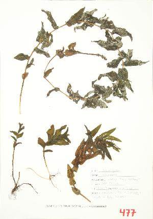  (Potamogeton richardsonii - ABM 012)  @11 [ ] Copyright (2009) Steven Newmaster University of Guelph BIO Herbarium
