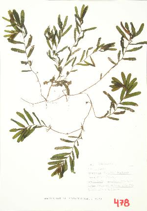  ( - ABM 014)  @11 [ ] Copyright (2009) Steven Newmaster University of Guelph BIO Herbarium