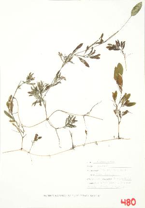  ( - ABM 023)  @11 [ ] Copyright (2009) Steven Newmaster University of Guelph BIO Herbarium