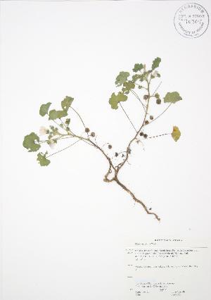  ( - JAG 0211)  @11 [ ] Copyright (2009) Steven Newmaster University of Guelph BIO Herbarium