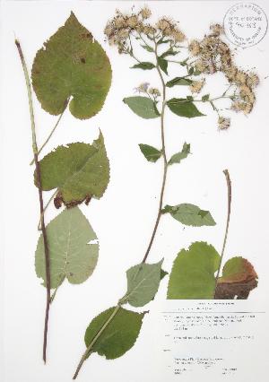  ( - JAG 0213)  @11 [ ] Copyright (2009) Steven Newmaster University of Guelph BIO Herbarium