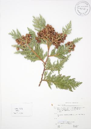  ( - JAG 0221)  @11 [ ] Copyright (2009) Steven Newmaster University of Guelph BIO Herbarium