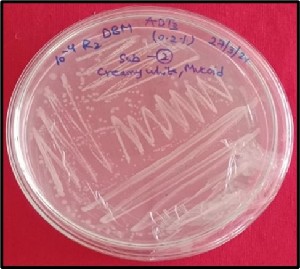  (Bacillus licheniformis - PP917508)  @11 [ ] Unspecified (default): All Rights Reserved (2024) GS Panduranga ANGRAU