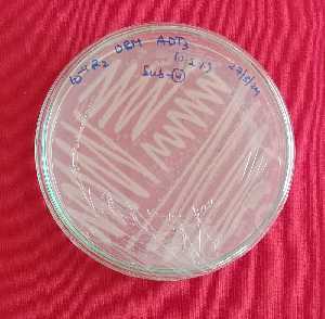  (Bacillus pumilus - PP916768)  @11 [ ] Unspecified (default): All Rights Reserved (2024) GS Panduranga ANGRAU
