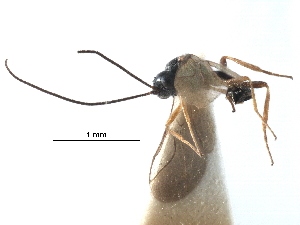  ( - NMS:Godfray:KPB-4364A)  @11 [ ] CreativeCommons - Attribution (2017) CBG Photography Group Centre for Biodiversity Genomics