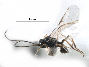  (Chorebus solstitialis - NMS:Godfray:NK55b)  @14 [ ] CreativeCommons - Attribution (2017) CBG Photography Group Centre for Biodiversity Genomics