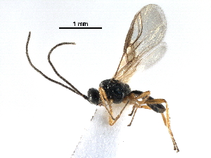  ( - NMS:Godfray:KPB-C299i)  @11 [ ] CreativeCommons - Attribution (2017) CBG Photography Group Centre for Biodiversity Genomics