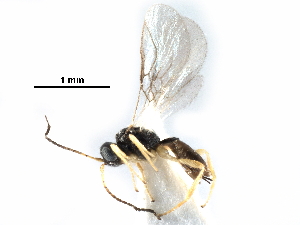  ( - NMS:Godfray:A774)  @14 [ ] CreativeCommons - Attribution (2017) CBG Photography Group Centre for Biodiversity Genomics