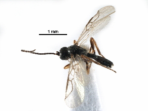  ( - NMS:Godfray:NK124)  @11 [ ] CreativeCommons - Attribution (2017) CBG Photography Group Centre for Biodiversity Genomics