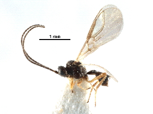  ( - NMS:Godfray:KPB-2701)  @11 [ ] CreativeCommons - Attribution (2017) CBG Photography Group Centre for Biodiversity Genomics