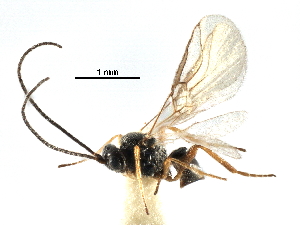  ( - NMS:Godfray:KPB-4546-aa)  @11 [ ] CreativeCommons - Attribution (2017) CBG Photography Group Centre for Biodiversity Genomics