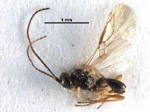  ( - NMS:Godfray:A550.6714)  @11 [ ] CreativeCommons - Attribution (2017) CBG Photography Group Centre for Biodiversity Genomics